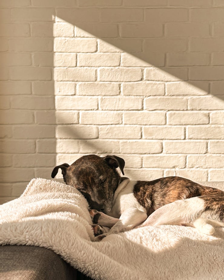 A head-on shot shows a brindle and white terrier mix dog sleeping on a blanket in the sun.