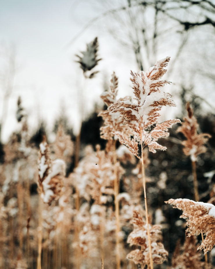 A head-on shot shows a frond from a wild phragmites plant with a bit of snow dusted on top. More phragmites is seen in the background.