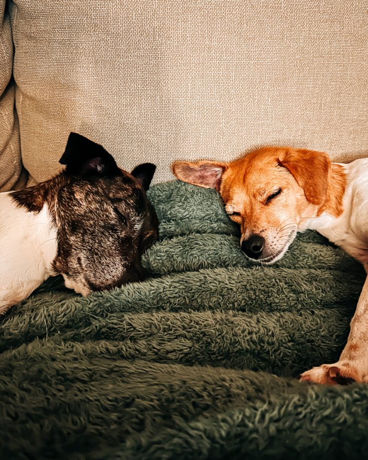 A head-on shot shows two dogs sleeping on a fuzzy blanket on the couch. Their heads are right next to each other.