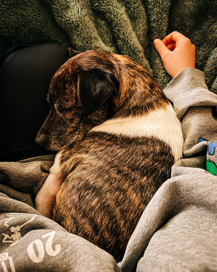An overhead shot shows a jack russell and hound mix dog curled up in a tight ball next to their human. The dog is brindle and white and slightly grey-ing on her face.