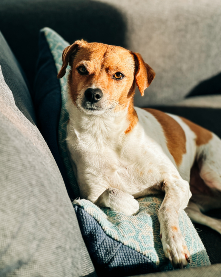 A head-on shot shows a chihuahua whippet mix dog lounging on a pillow in the sun. She is looking right at the camera.