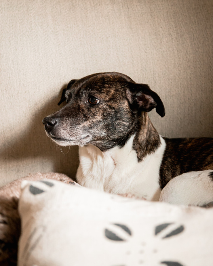 A head-on shot shows a brindle and white jack russell terrier and hound mixed breed dog sitting on some pillows on the couch.