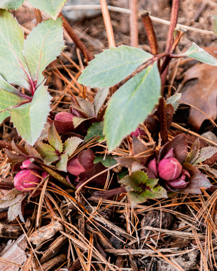 An overhead image shows hellebore buds emerging from the ground.