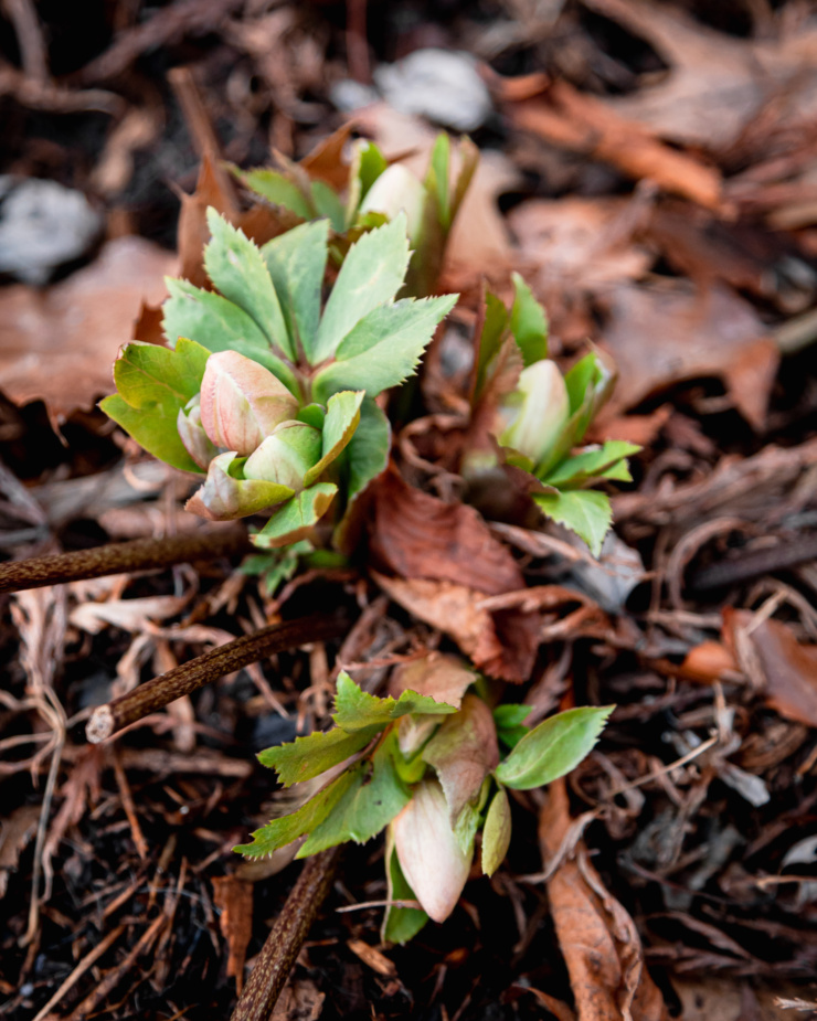 A 3/4 angle image shows hellebore flowers emerging from the ground.