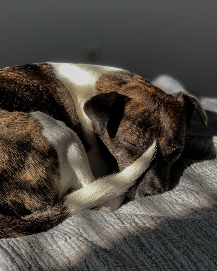 A head-on image shows a jack russell hound mix dog sleeping in a tight curl in a sunbeam.