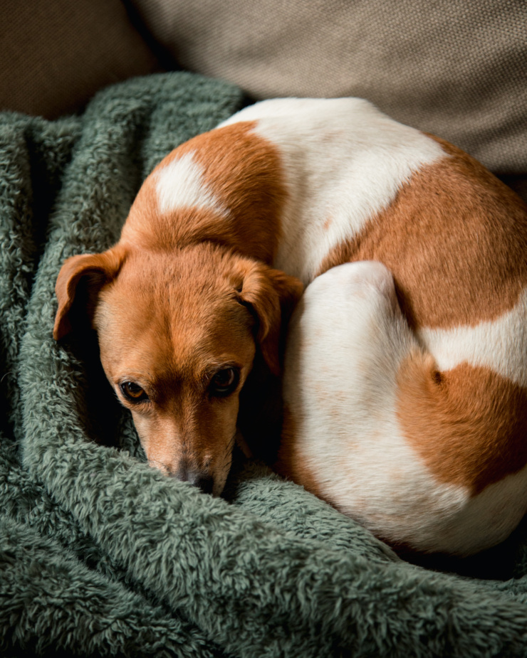 An overhead shot shows a whippet chihuahua mix dog sleeping in a little curl on a blanket.