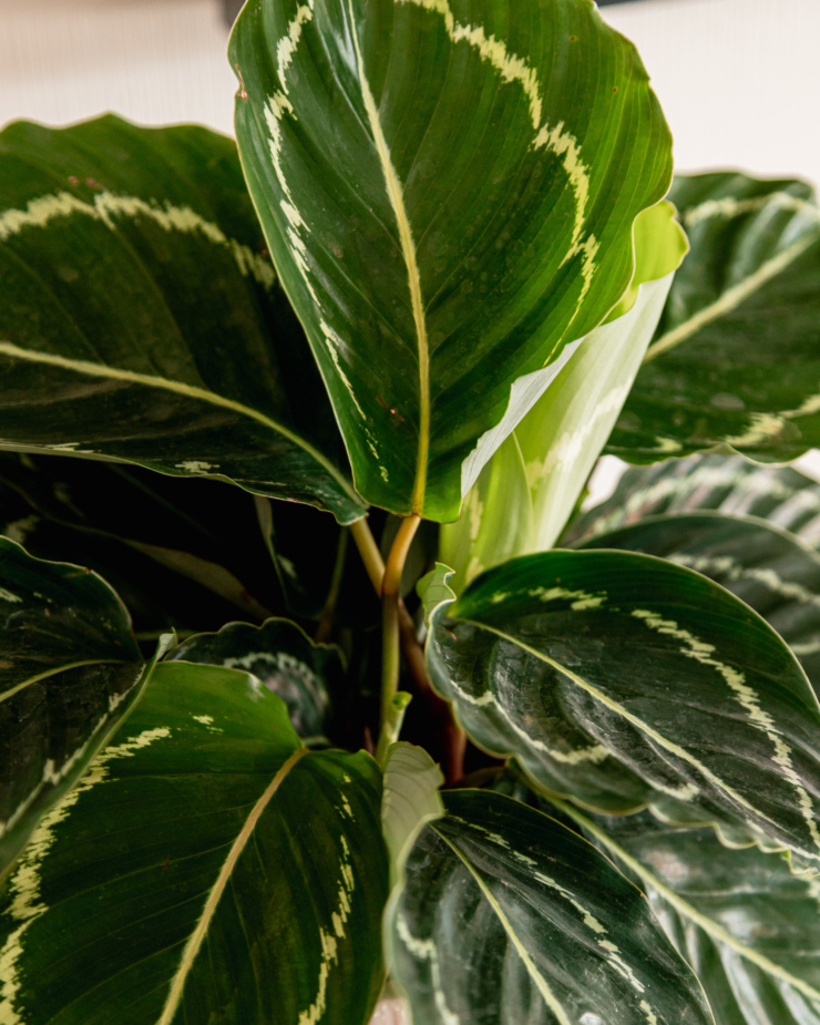 An up close shot shows the leaves of a variegated green house plant.