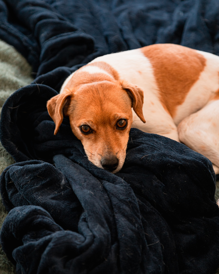 A head on shot shows a chihuahua whippet mix dog laying on a heated electric blanket.
