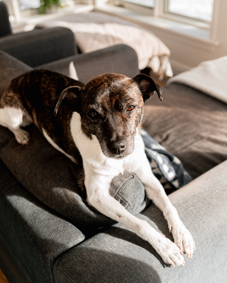 A 3/4 angle shot shows a jack russell and hound mix dog lounging on the top part of a chair's back cushion to get in the sun.