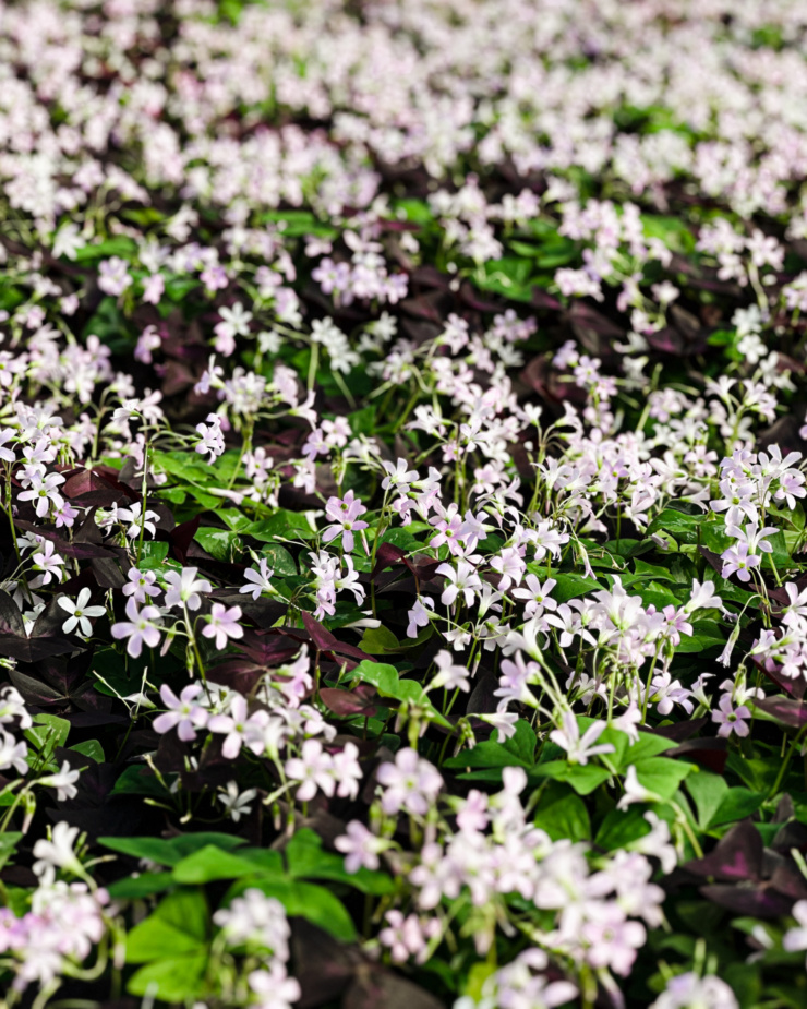 A head-on shot shows a bunch of shamrock plants in bloom.