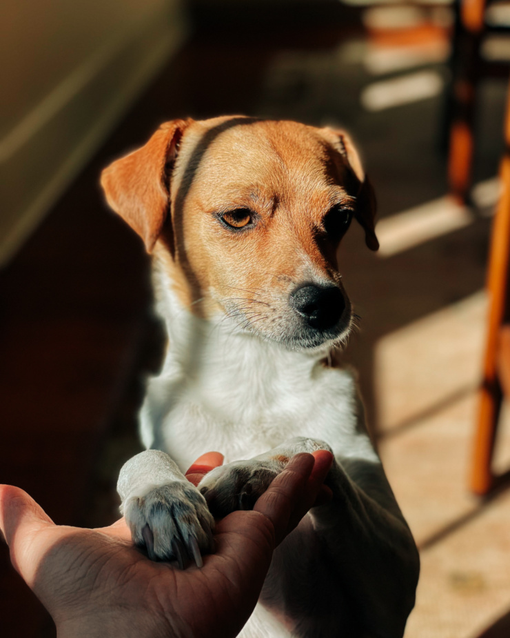 A head-on image shows a chihuahua whippet mix dog in the sunshine with its front paws resting on the photographer's outstretched hand.