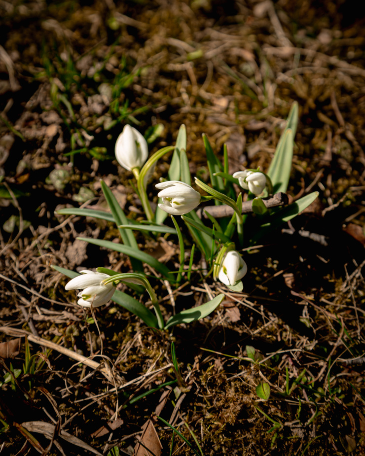 A head-on shot shows snowdrops emerging from the ground.