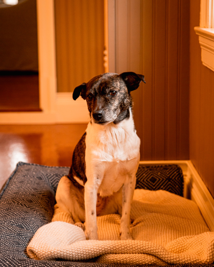 A head-on shot shows a jack russell and hound mix dog sitting in her bed by a window. She is looking directly at the camera.
