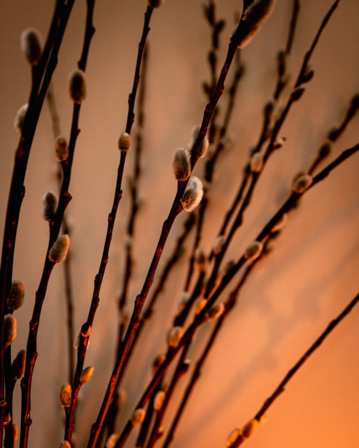 A head-on, up close shot shows pussy willow stems lit by candlelight.