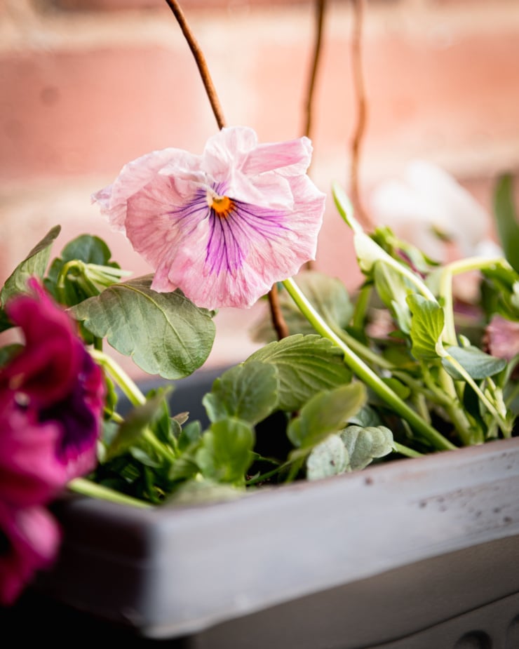 A head-on shot shows a slightly wilted pansy flower in a planter.
