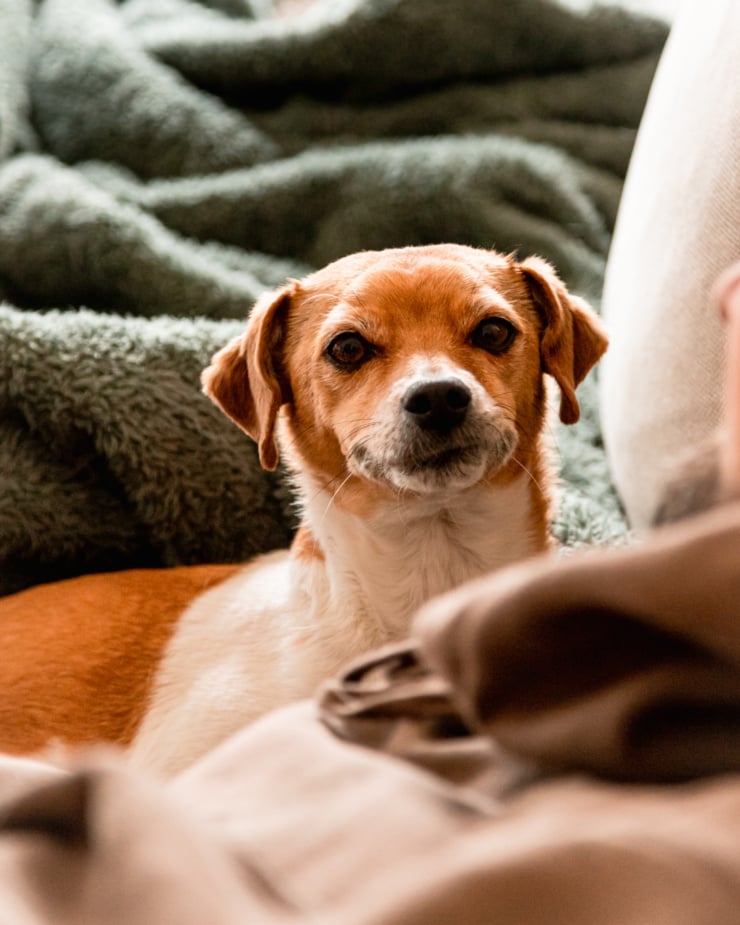 A head-on shot shows a small whippet chihuahua mix dog looking at the camera.