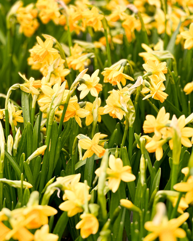 A 3/4 angle image shows a lot of daffodils.