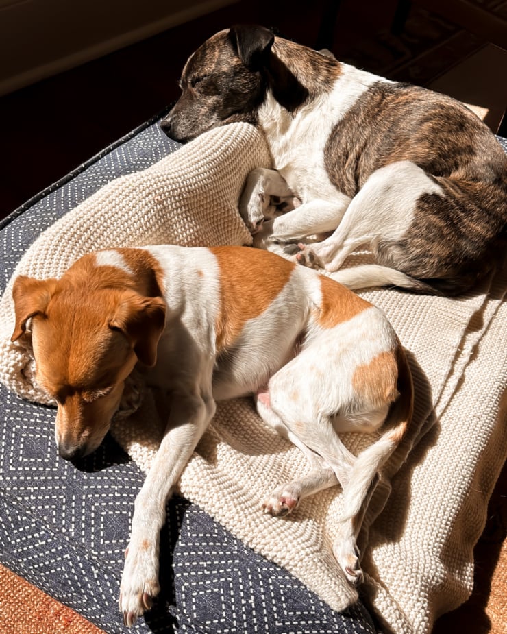 A 3/4 angle image shows tow dogs sleeping in the sun in a dog bed.