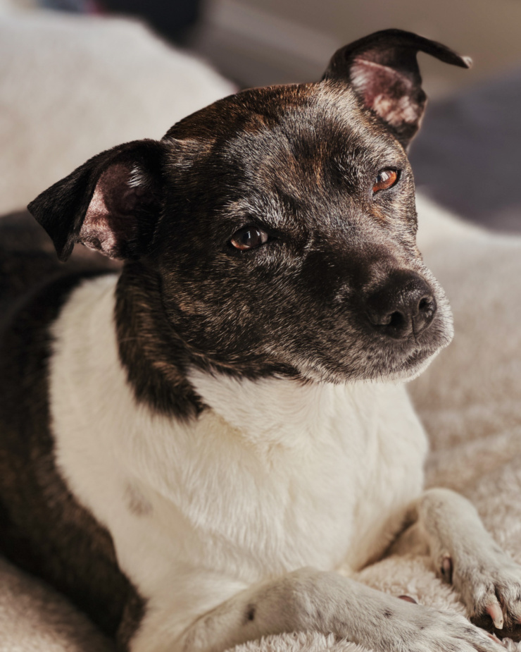 A head-on shot shows a jack russell hound mixed breed dog looking right at the camera. Her paws are perched right in front of her chest.