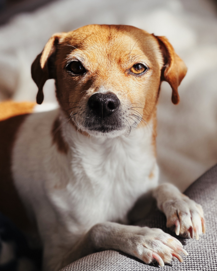 A head-on shot shows a whippet chihuahua mixed breed dog lookling right at the camera. Her face is in direct sunlight and she has her paws in front of her.