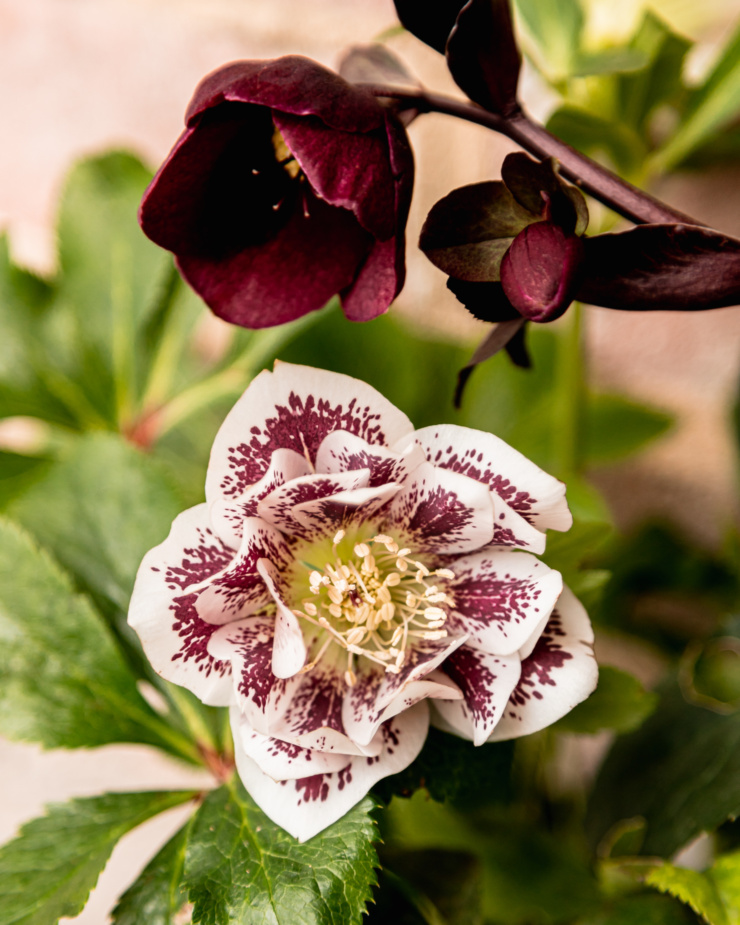 An up close shot shows hellebores flowers--one is deep burgundy and the other is a burgundy and white mix.