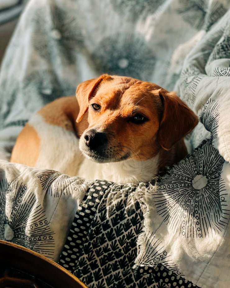 A head-on shot shows a whippet chihuahua mix dog looking straight at the camera. She is relaxing in the sun on a blanket.