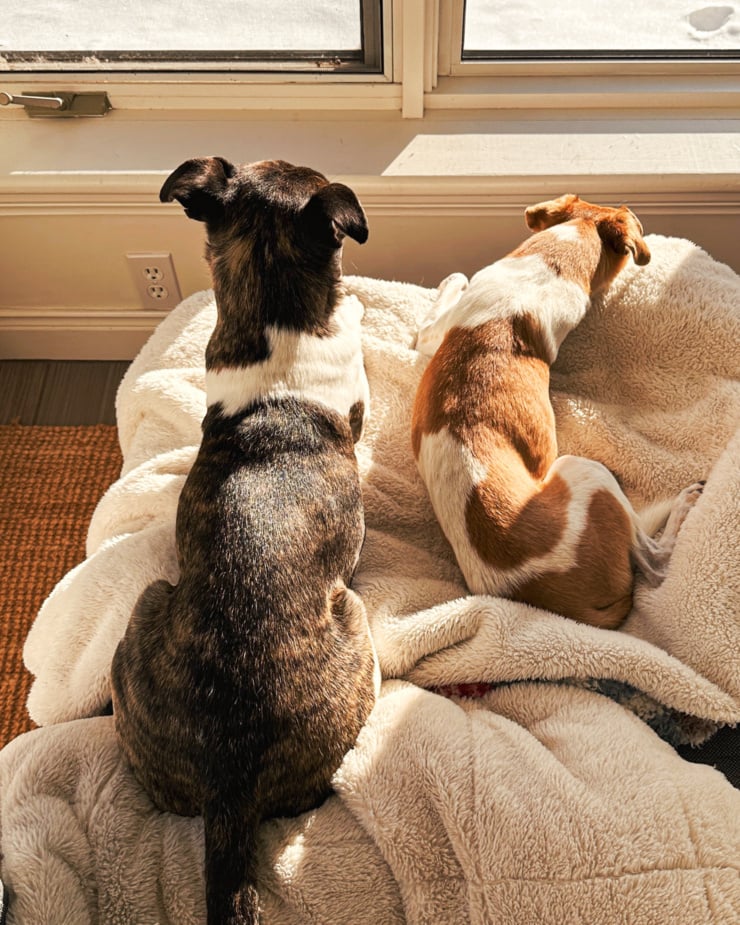 An overhead shot shows two dogs relaxing on a blanket in the sun.
