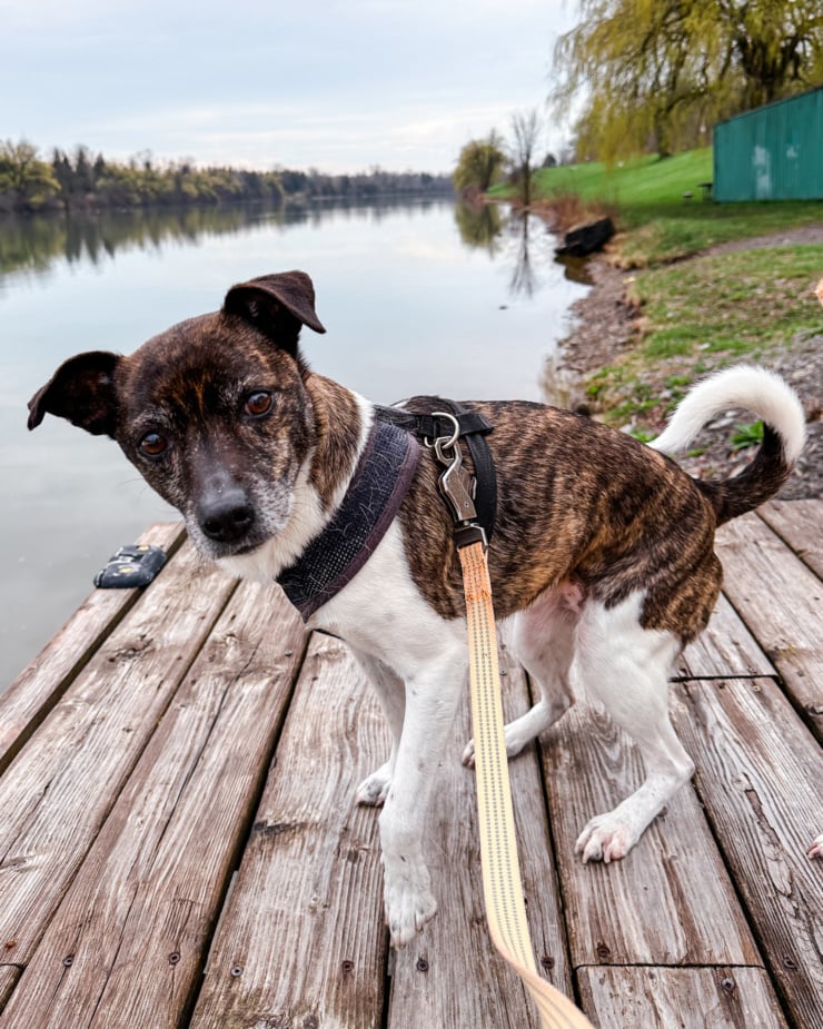 A head-on shot shows a terrier and hound mix dog playing on a dock by a river. She is lifting her paw and looking right at the camera.