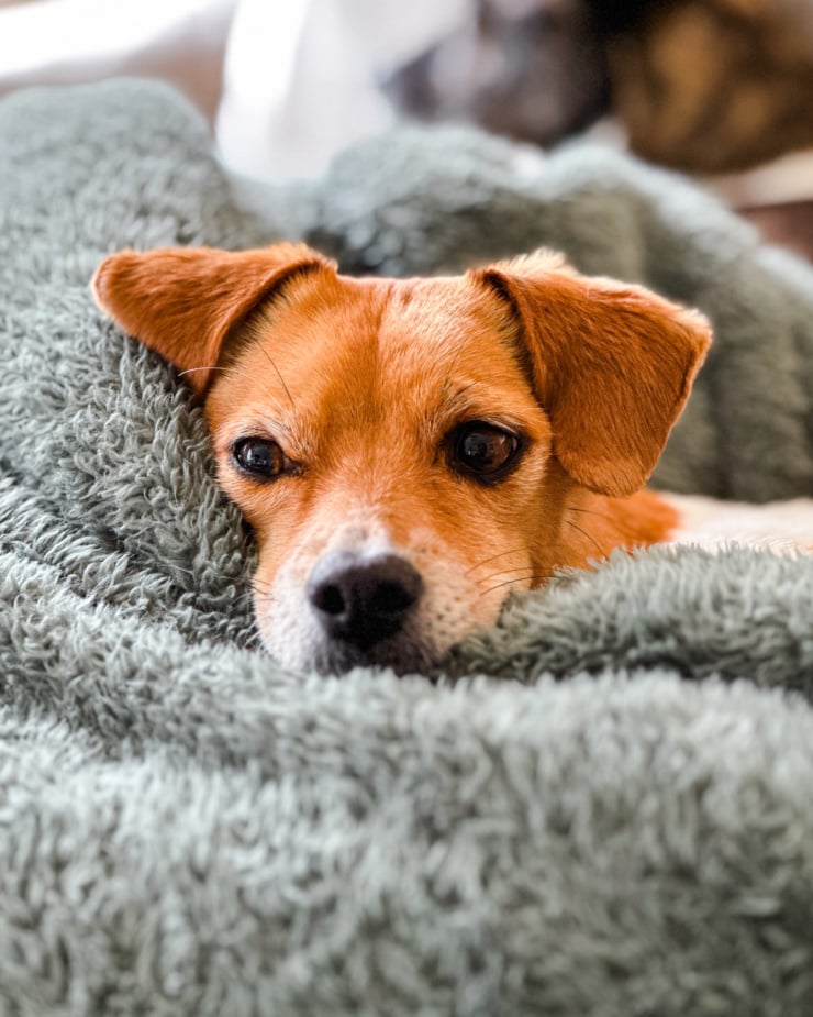 An up close, head-on shot shows a small whippet chihuahua mix dog snuggled into a blanket.