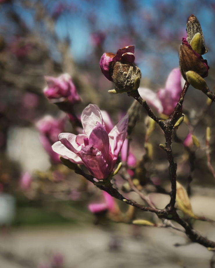 A head-on shot shows magnolia blossoms on a branch in full sunshine.
