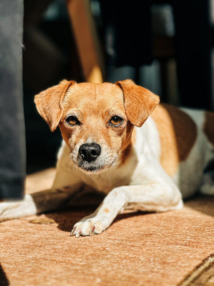 A head-on shot shows a whippet chihuahua mix dog laying on the carpet in the sun and looking right at the camera.