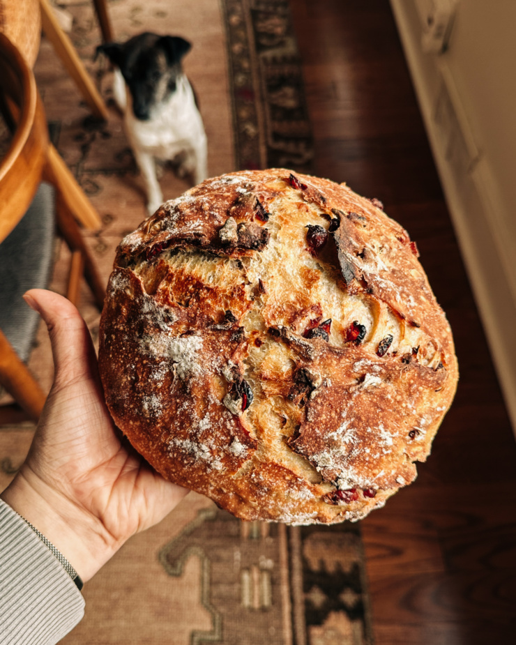 An overhead shot shows a hand holding a loaf of cranberry and pecan-studded no-knead bread.