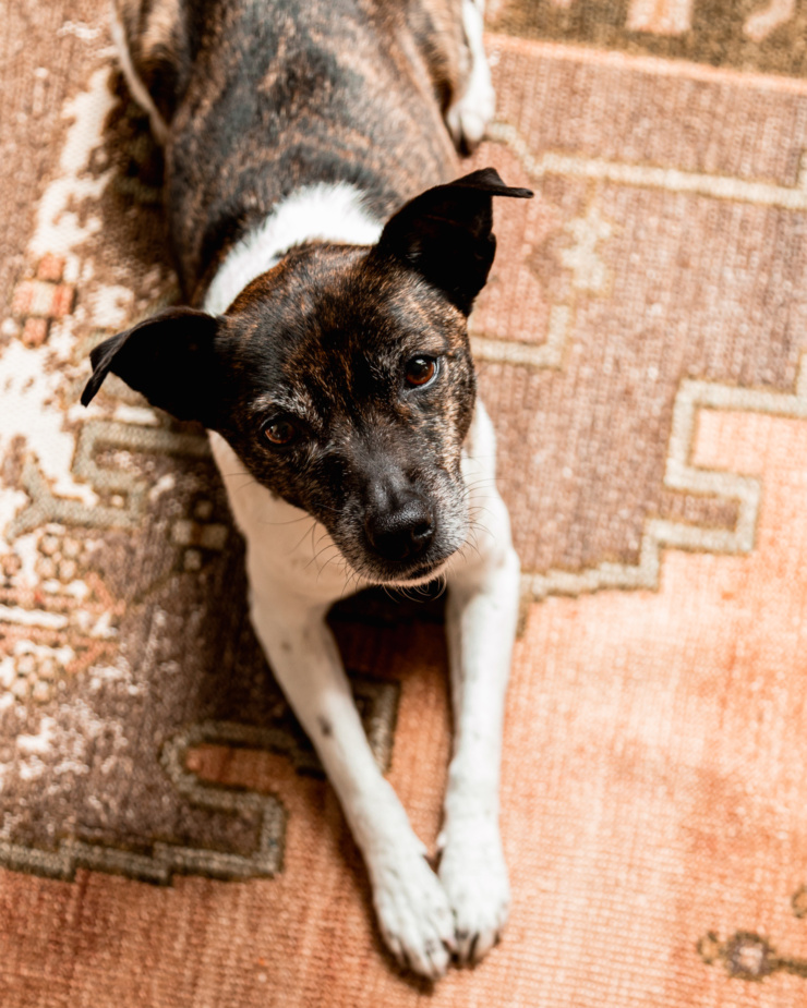A jack russell hound mix dog is laying on a patterned carpet and looking up at the camera.