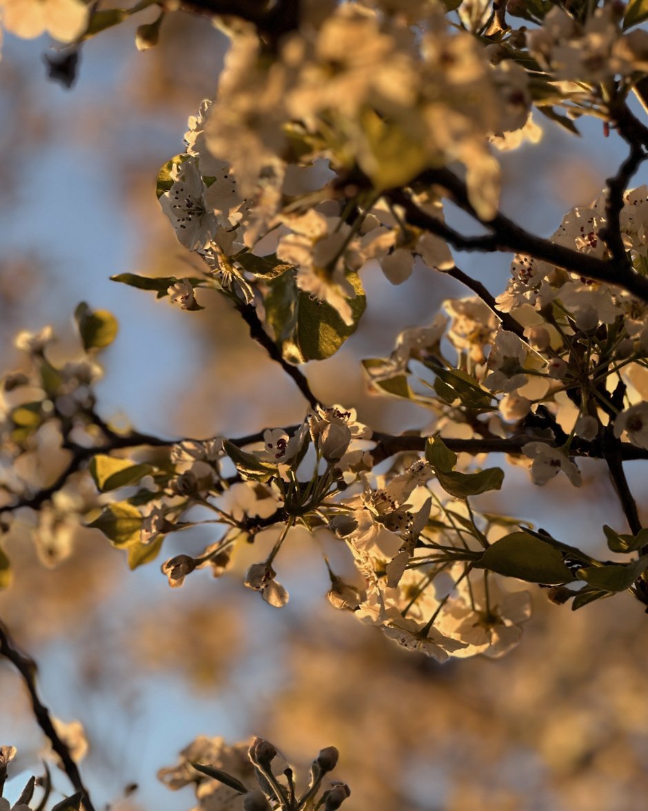 An up close shot shows blossoms on branches with sunrise lighting.