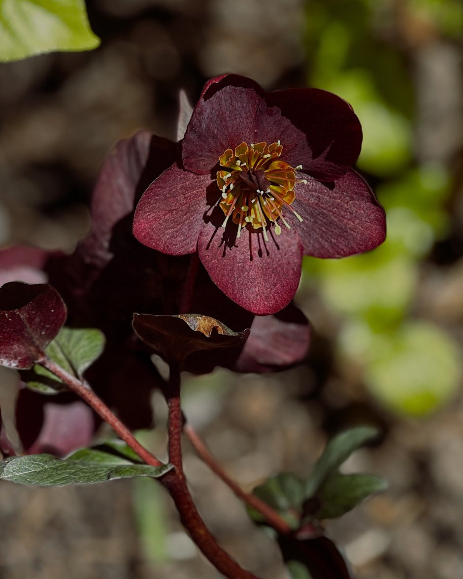 A head-on shot shows a burgundy hellebores flower up close.