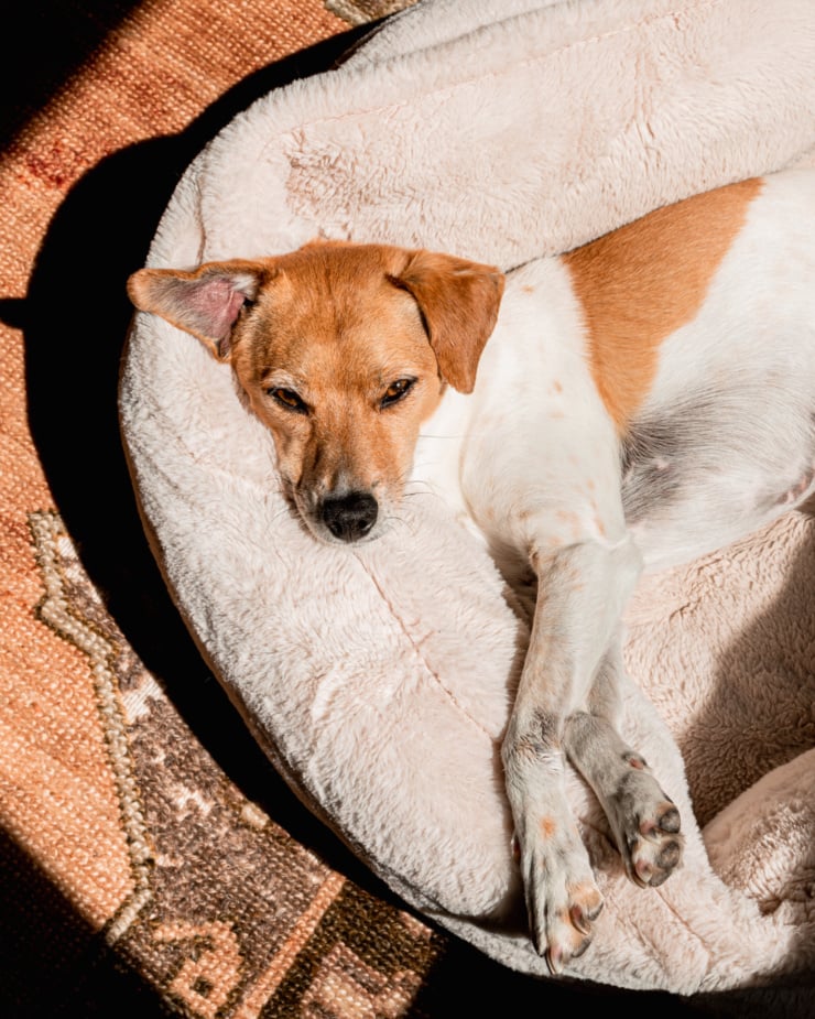 An overhead shot shows a chihuahua whippet mix dog laying in a dog bed in the sun.