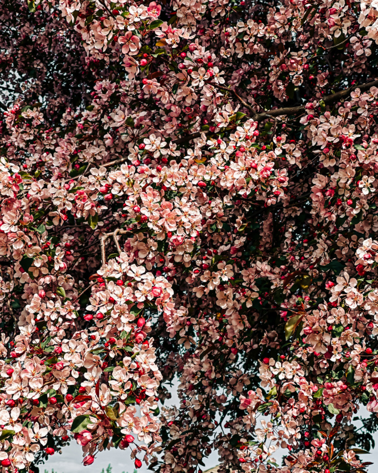 An upward facing shot shows a cascade of crabapple blossoms in bright sunlight.