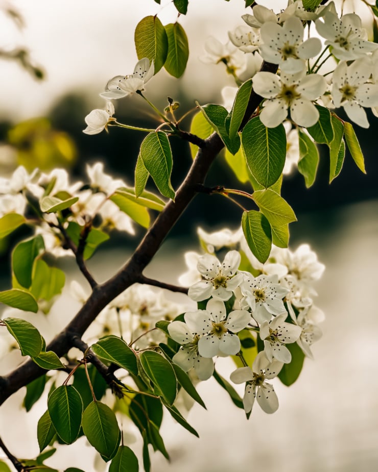 A head-on shot shows white blossoms on the branches of a tree.