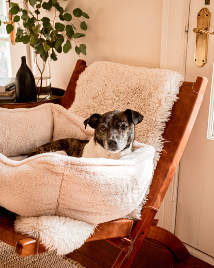 A head-on shot shows a jack russell and hound mix dog sitting in a fuzzy dog bed on top of a human chair. She looks sleepy and content.