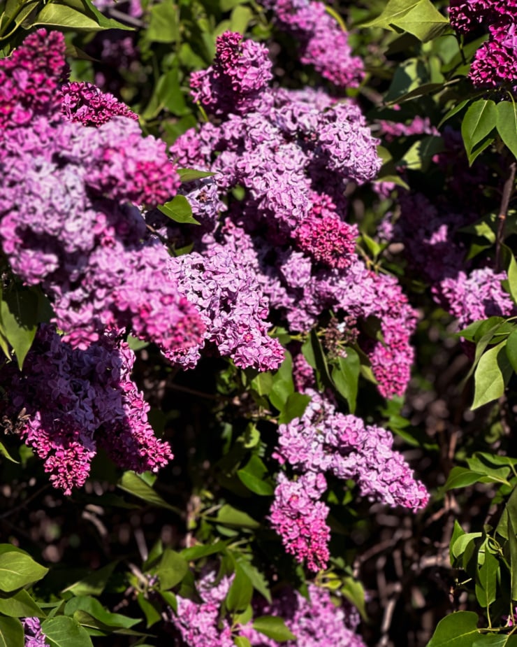 A head-on shot shows cascading lilab blooms from one bush in bright sun light.