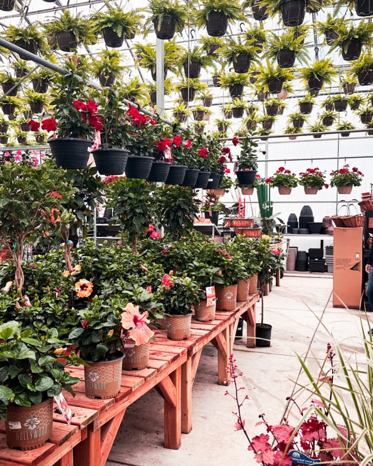 A head-on shot shows plants in a bright greenhouse: hanging ferns, hibiscus, and mandeville.