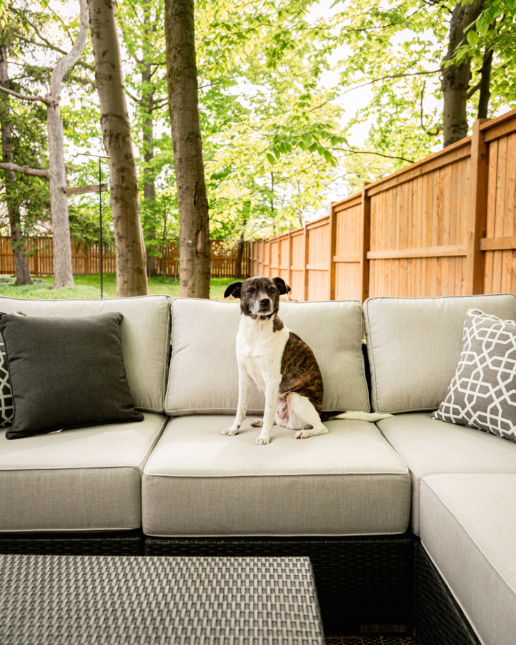 A head-on shot shows a brindle jack russell and hound mix dog sitting on a patio couch. A fence and trees are in the background.