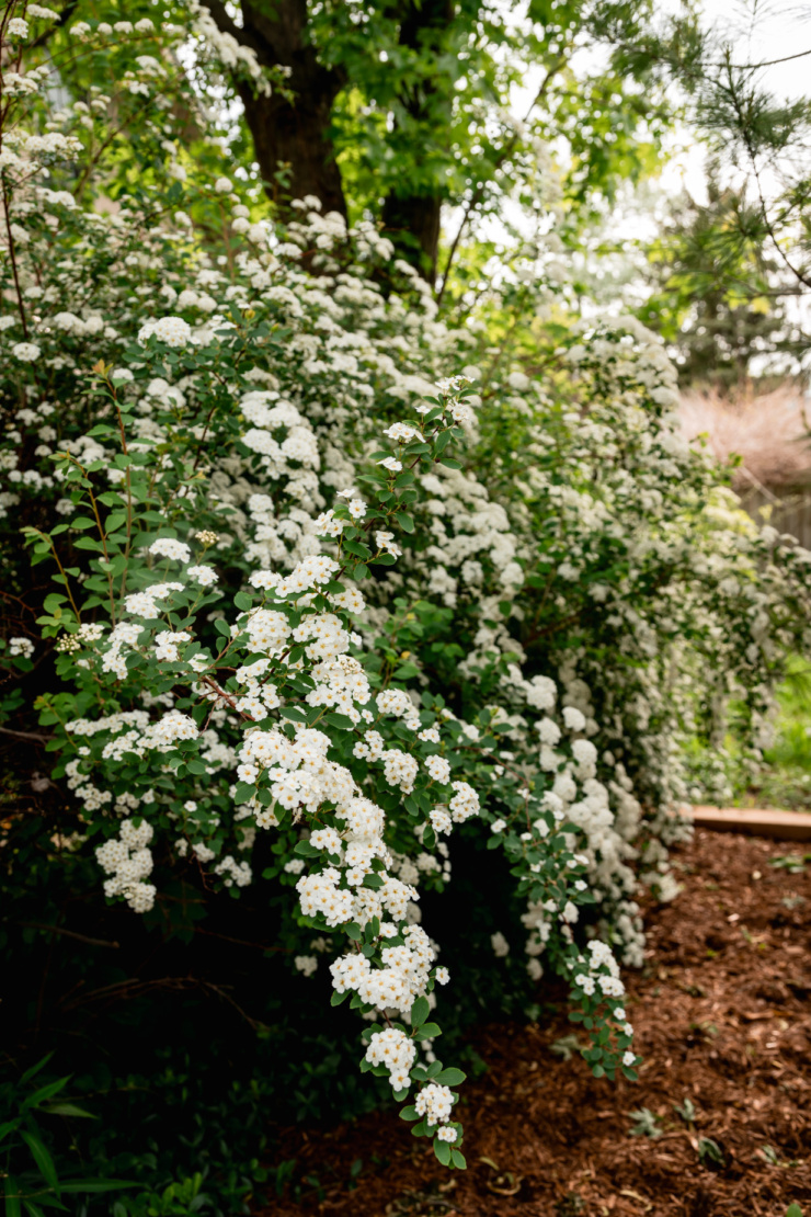A head-on shot shows a hedge of bridal veil spirea in full bloom.