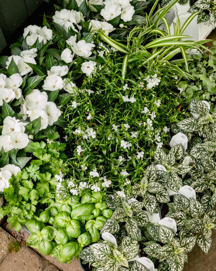 An overhead shot shows a bunch of annual plants in pots: white new guinea impatiens, spider plants, white lobelia, polka dot plant, basil, and parsley.