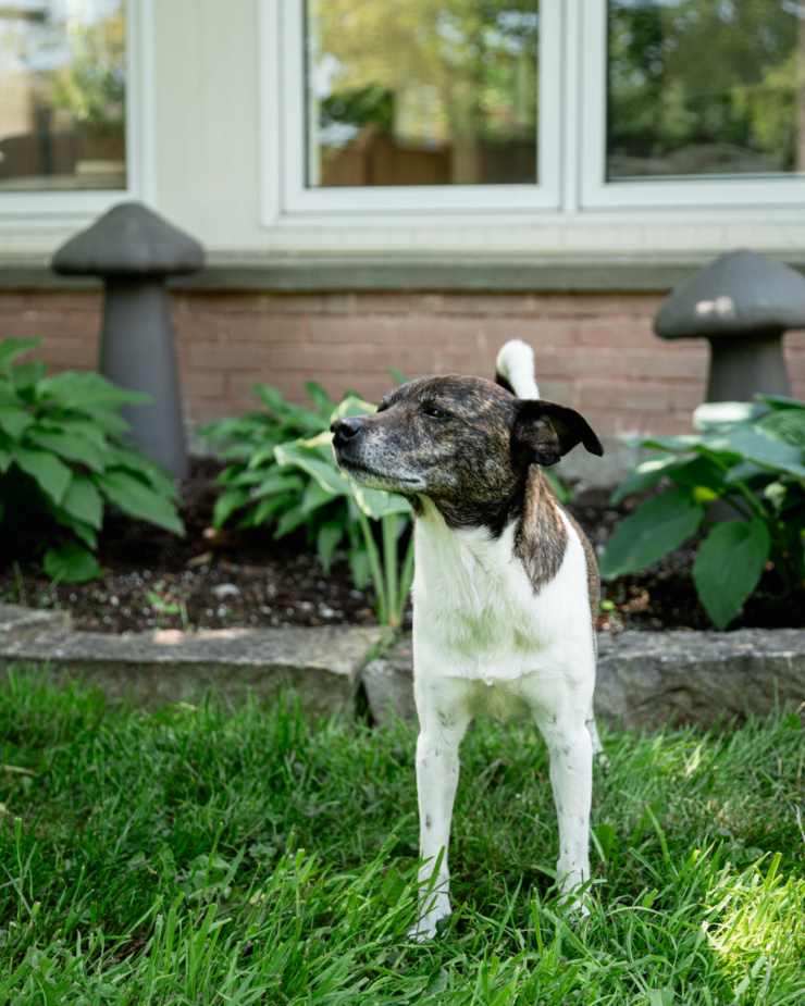 A head-on shot shows a brindle and white jack russell hound mix dog sniffing the air. A garden is behind her.