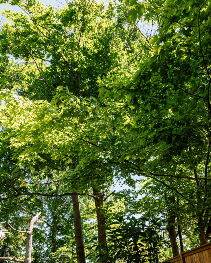 An angled up shot shows a bunch of trees in the sun.