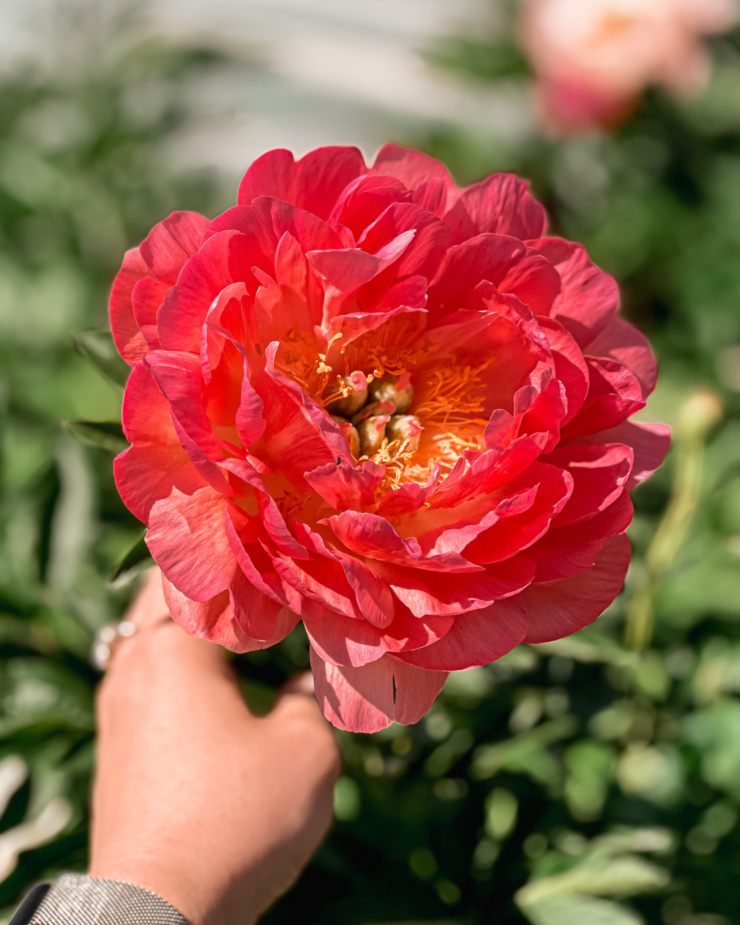 A head-on shot shows a bright pink peony flower in full bloom.
