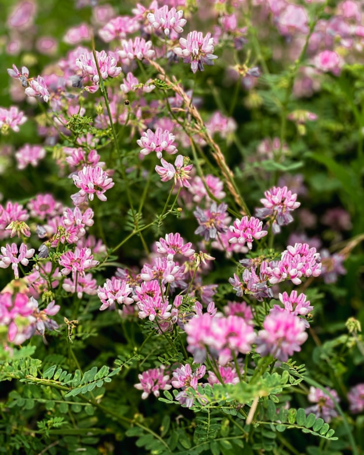 An overhead shot shows wild, dainty pink flowers growing on the side of a path.