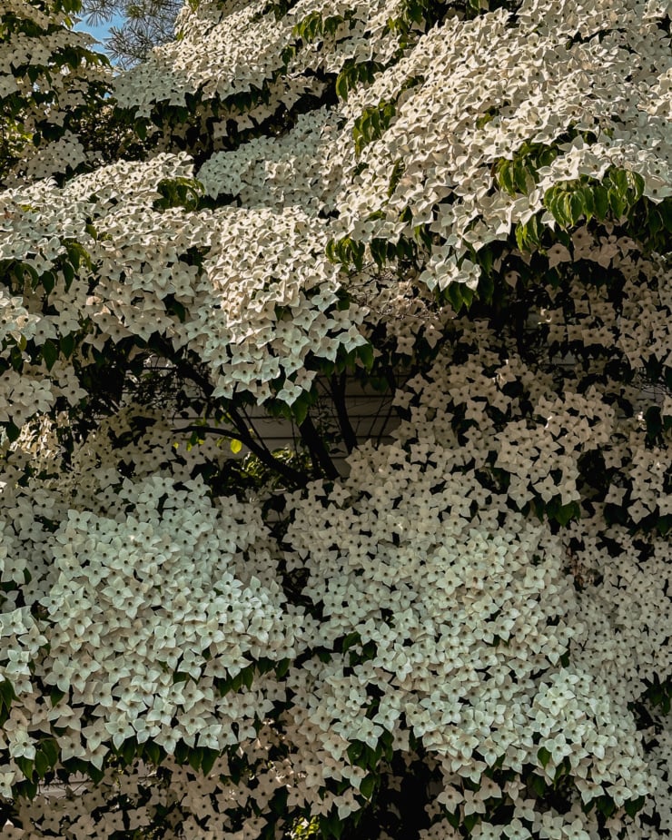 A head-on shot shows a massive flowering dogwood that is practically all flowers.