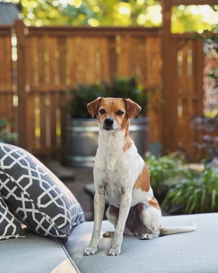 A head-on shot shows a chihuahua whippet mix sitting on a cushion outside. She is looking right at the camera.